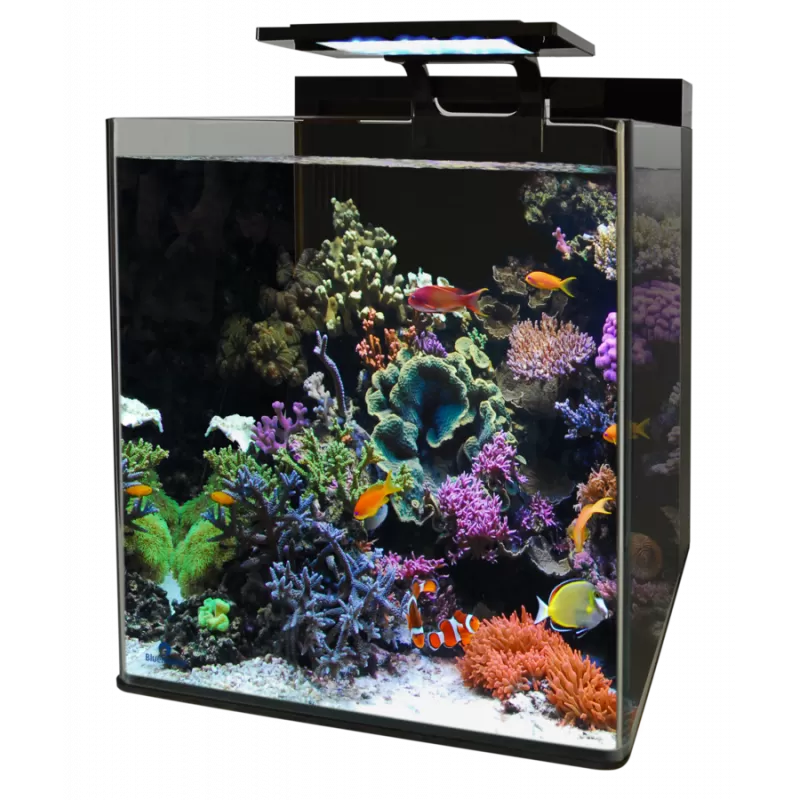 Blue Marine Reef 90