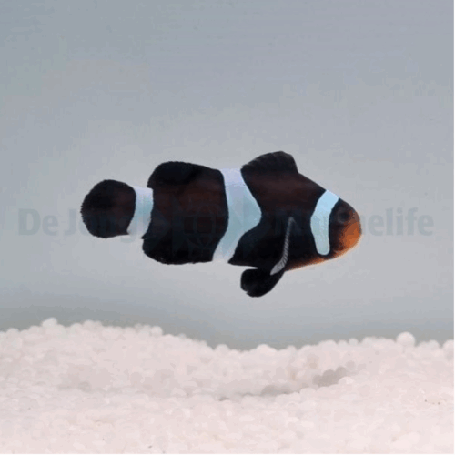 Amphiprion ocellaris (Darwin)
