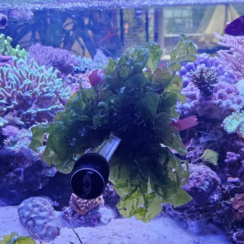 Alternative view of Zeesla / Ulva lactuca