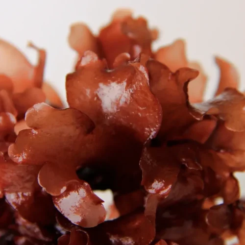 Palmaria palmata / Dulce zeewier