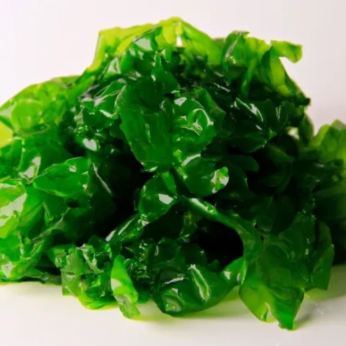 Zeesla / ulva lactuca