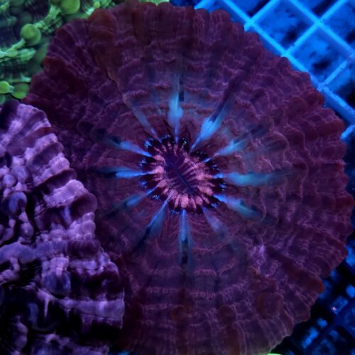 Cynarina lacrymalis A01