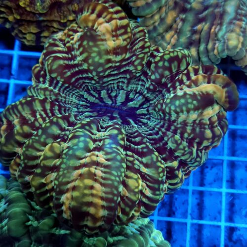 Cynarina lacrymalis A02