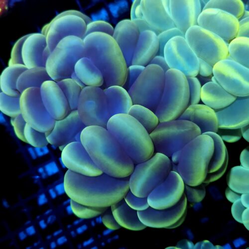 plerogyra sinuosa A06