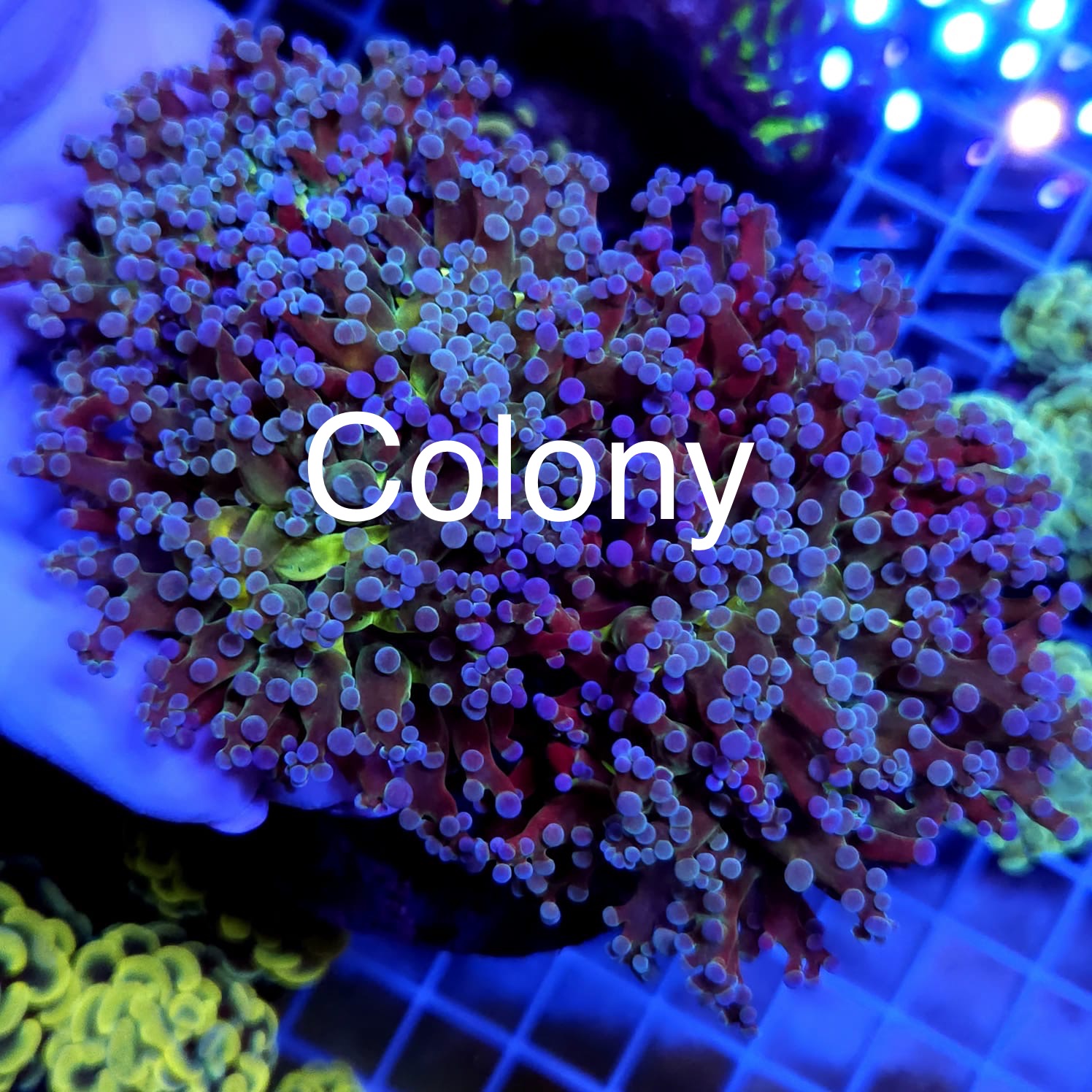 Euphyllia glabrescens D05