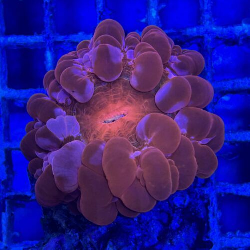 Alternative view of Cynarina lacrymalis A09