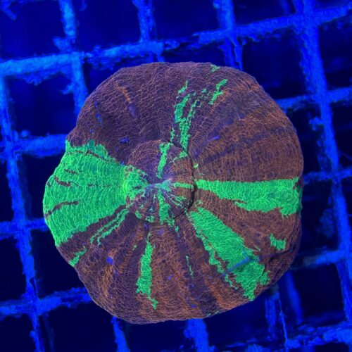 Alternative view of Scolymia A05