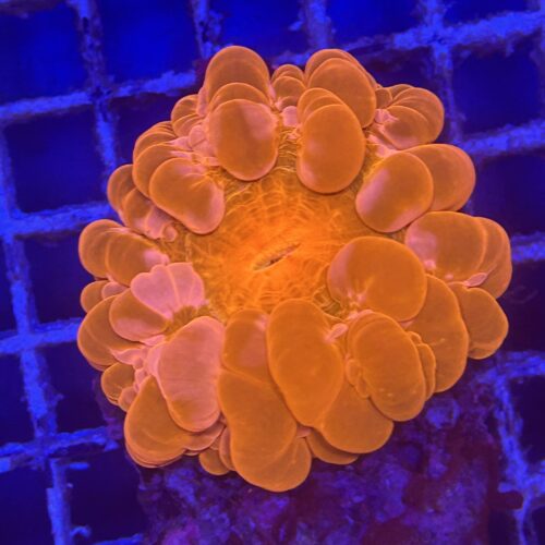 Cynarina lacrymalis A09