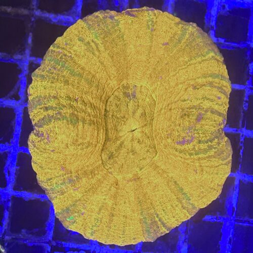 Alternative view of Scolymia C08