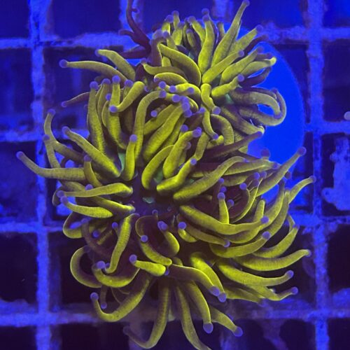 Euphyllia glabrescens L07