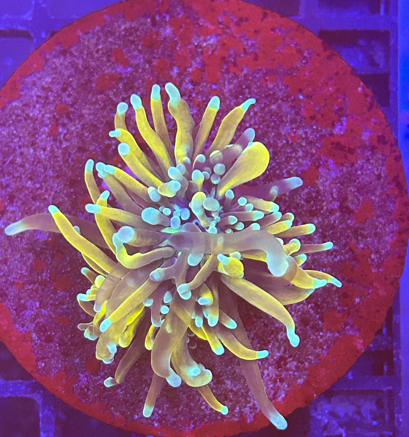 Euphyllia glabrescens D08