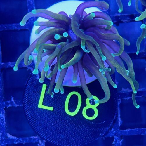 Alternative view of Euphyllia glabrescens L08