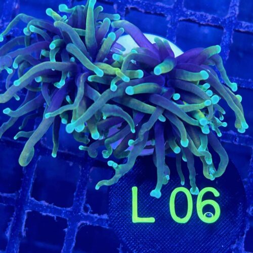 Alternative view of Euphyllia glabrescens L06