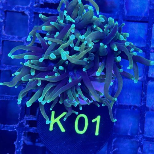 Alternative view of Euphyllia glabrescens K01