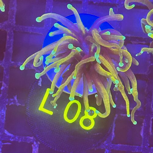 Euphyllia glabrescens L08