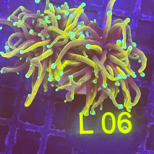 Euphyllia glabrescens L06