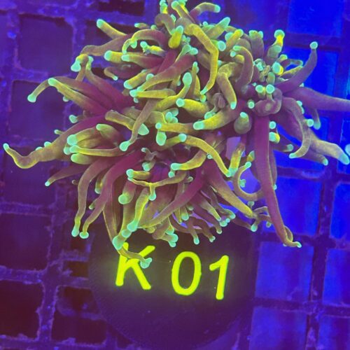 Euphyllia glabrescens K01