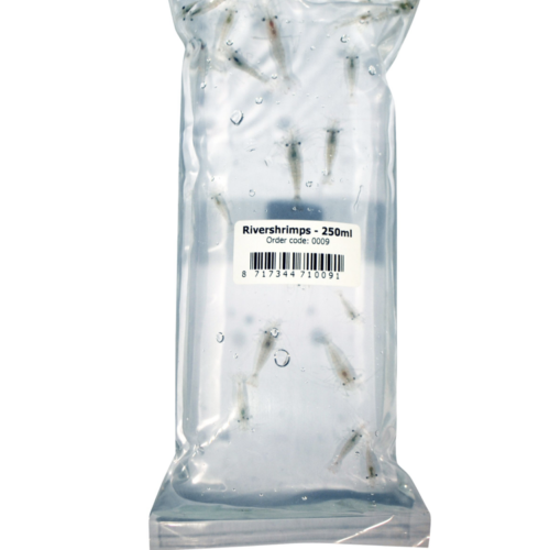 Levende Voer garnalen River shrimp