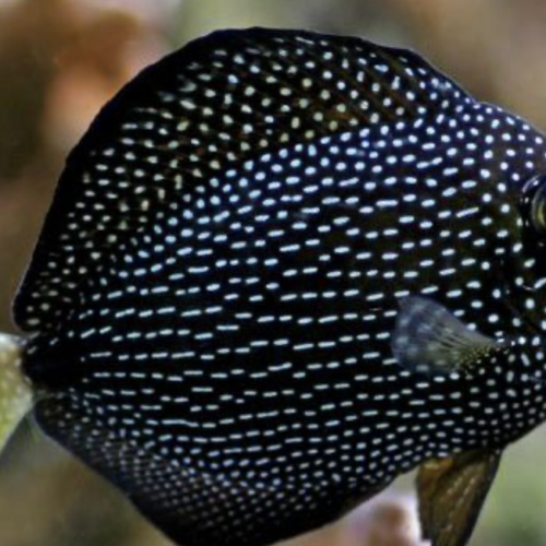 Zebrasoma gemmatum