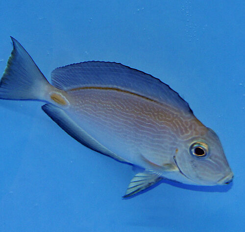 Acanthurus monroviae