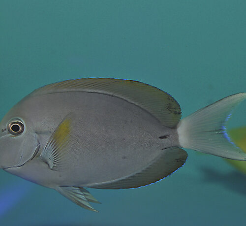 Acanthurus nigricauda - Afbeelding 3