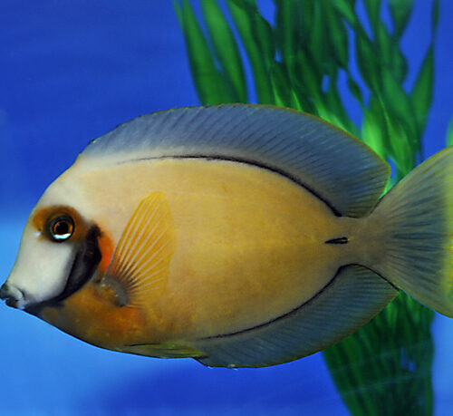 Acanthurus pyroferus - Afbeelding 4