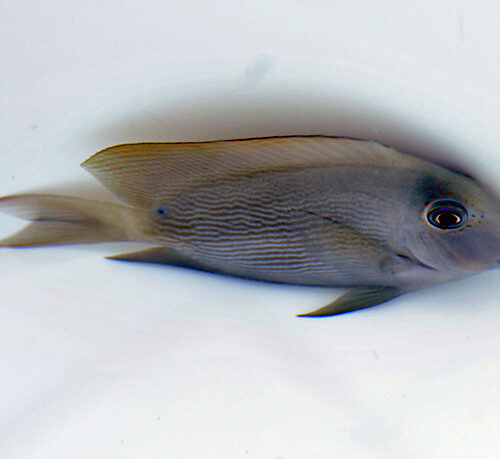 Ctenochaetus striatus