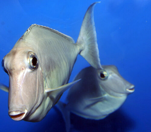 Naso brachycentron