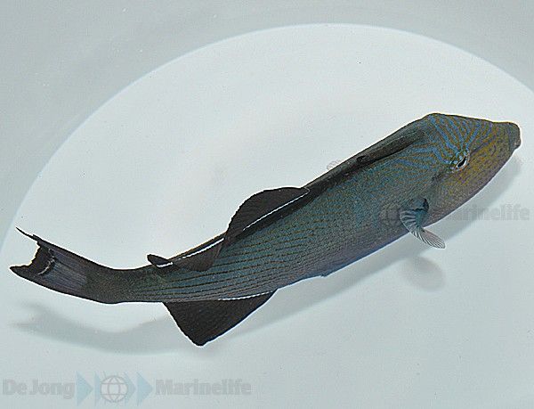 Picasso Aquarium