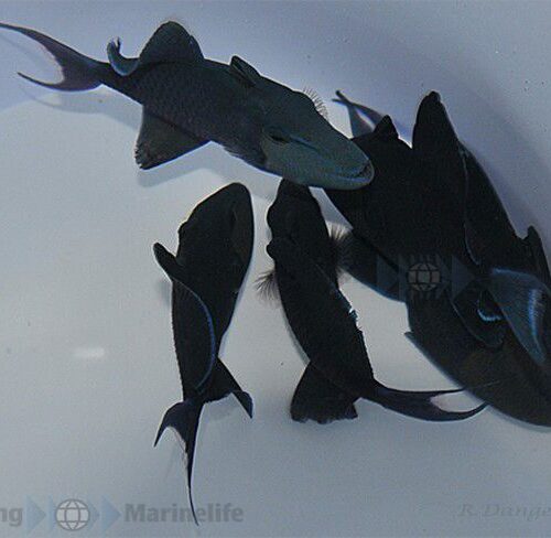 Alternative view of Odonus niger
