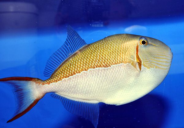 Picasso Aquarium