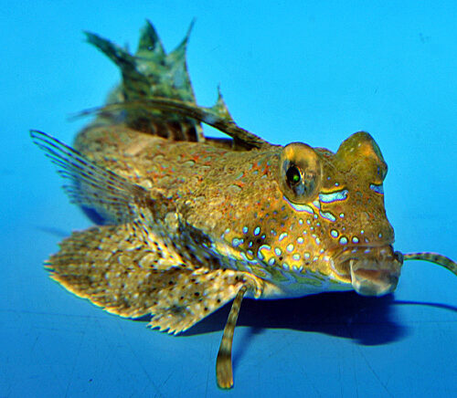 Alternative view of Dactylopus dactylopus