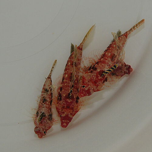 Synchiropus moyeri - Afbeelding 4