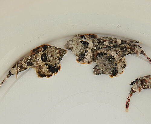 Synchiropus ocellatus - Afbeelding 3