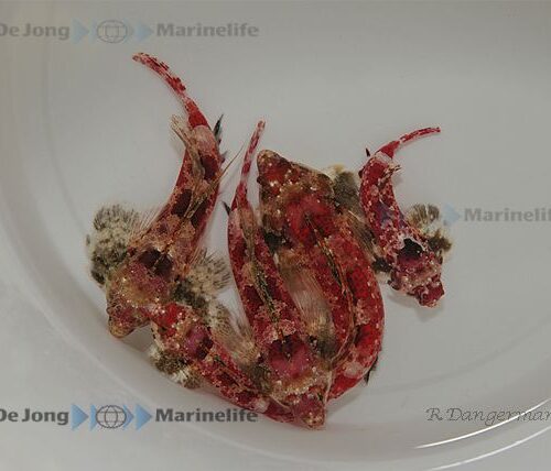 Synchiropus stellatus - Afbeelding 3