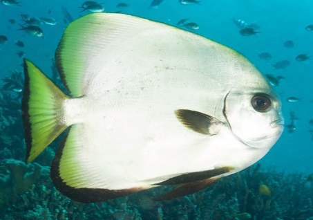 Alternative view of Platax boersii