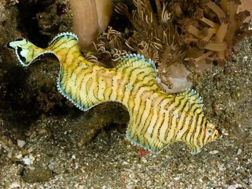 Soleichthys heterorhinos
