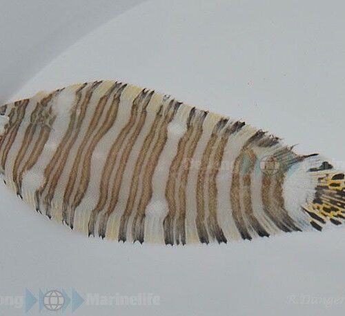 Alternative view of Zebrias fasciatus