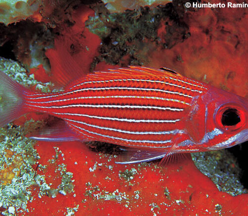 Sargocentron bullisi