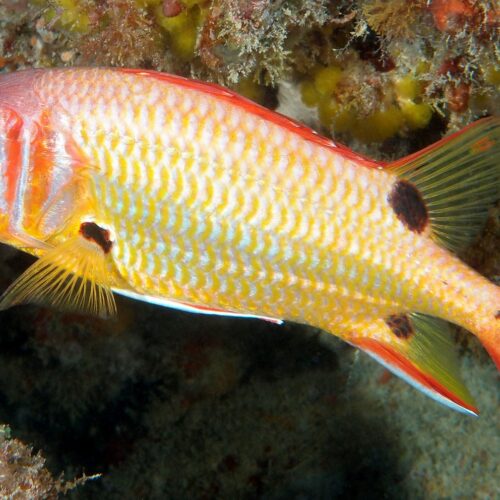 Alternative view of Sargocentron melanospilos