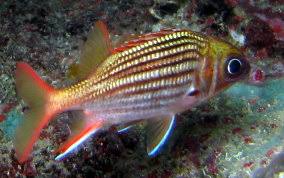 Alternative view of Sargocentron vexillarium
