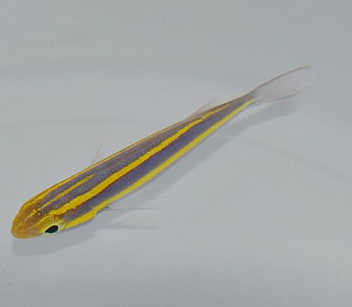 Pentapodus emeryii - Afbeelding 4