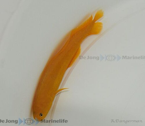 Diancistrus fuscus - Afbeelding 3