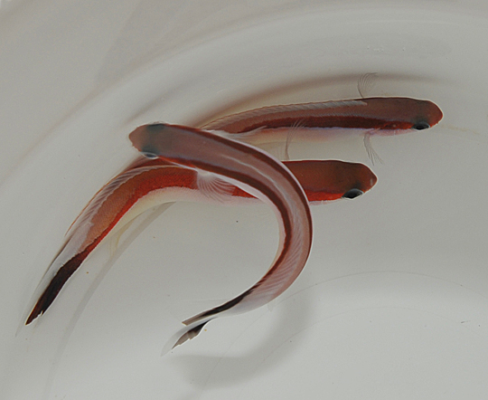 Hoplolatilus marcosi - Afbeelding 3
