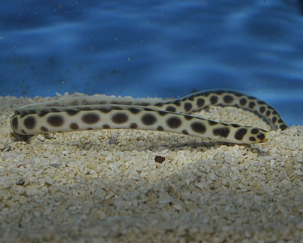 Picasso Aquarium