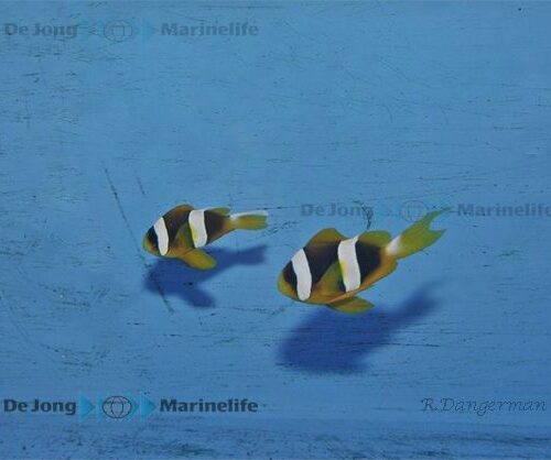 Amphiprion latifasciatus - Afbeelding 4