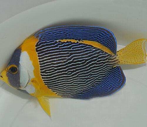 Chaetodontoplus duboulayi (male) - Afbeelding 3