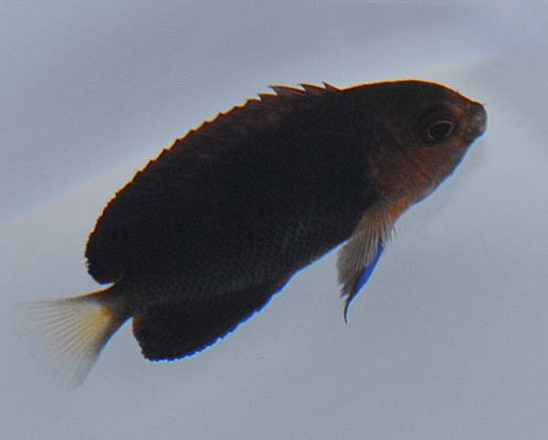 Picasso Aquarium