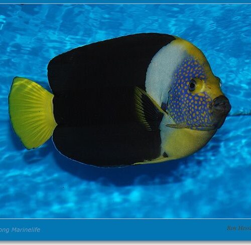 Chaetodontoplus meredithi (male)