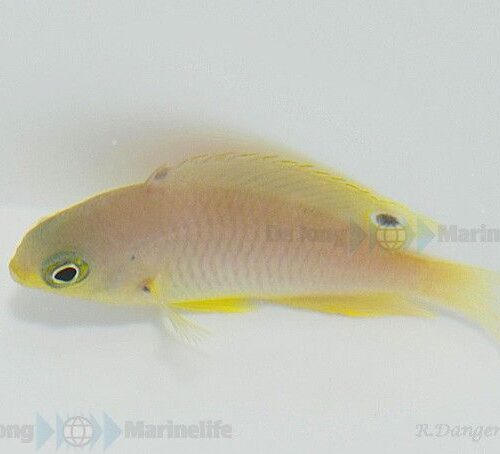 Pomacentrus amboinensis - Afbeelding 3